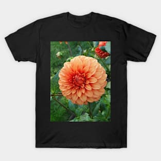 Orange Dahlia T-Shirt